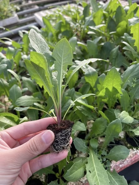 Bồ công anh dược liệu_thumbnail_4