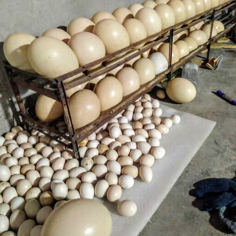 Trứng Đà Điểu_thumbnail_3