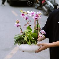 SET QUÀ TẶNG LAN HỒ ĐIỆP HỘP