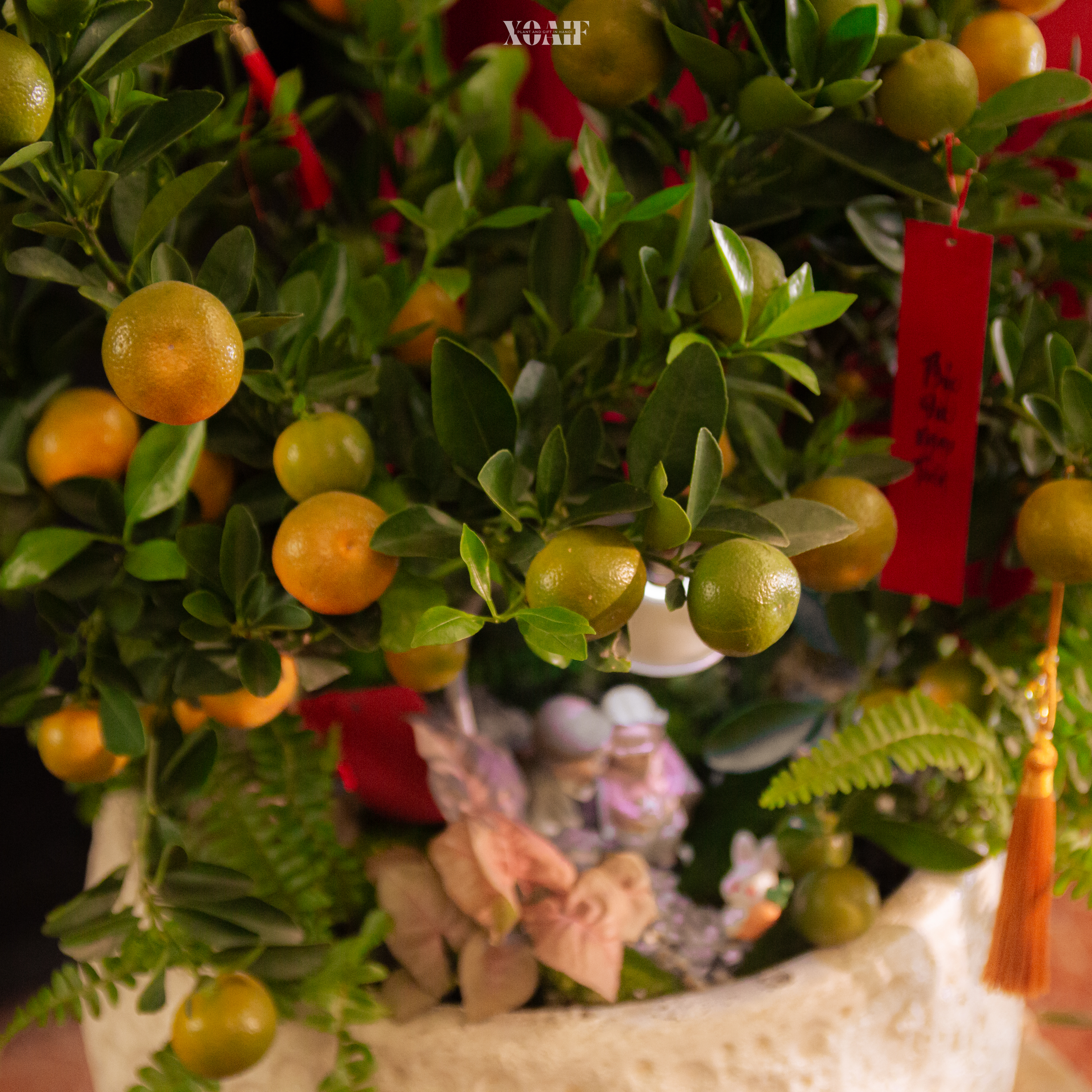 SONG QUẤT_thumbnail_2