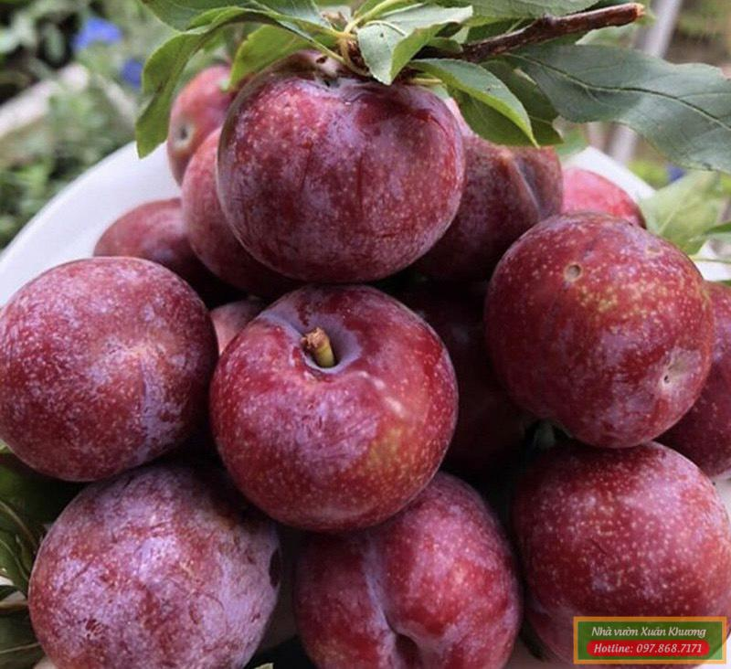 Mận Hậu_thumbnail_3