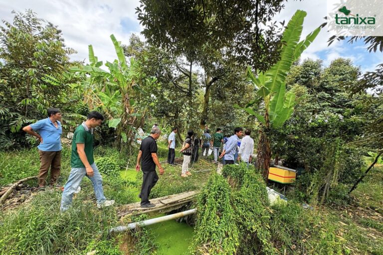 Hội thảo đầu bờ: Tham quan vườn Ri6 già trúng đậm mùa bông với sự đồng hành từ Tanixa