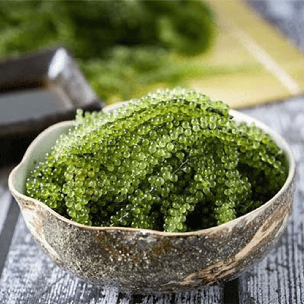 Rong nho tách nước Khánh Hoà_thumbnail_1