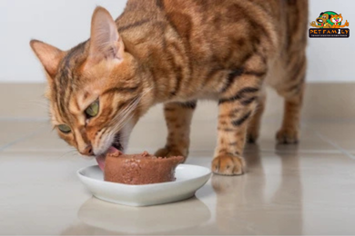 Pate Cho Mèo 2026 - Đảm Bảo Dinh Dưỡng cho Boss Nhà Bạn