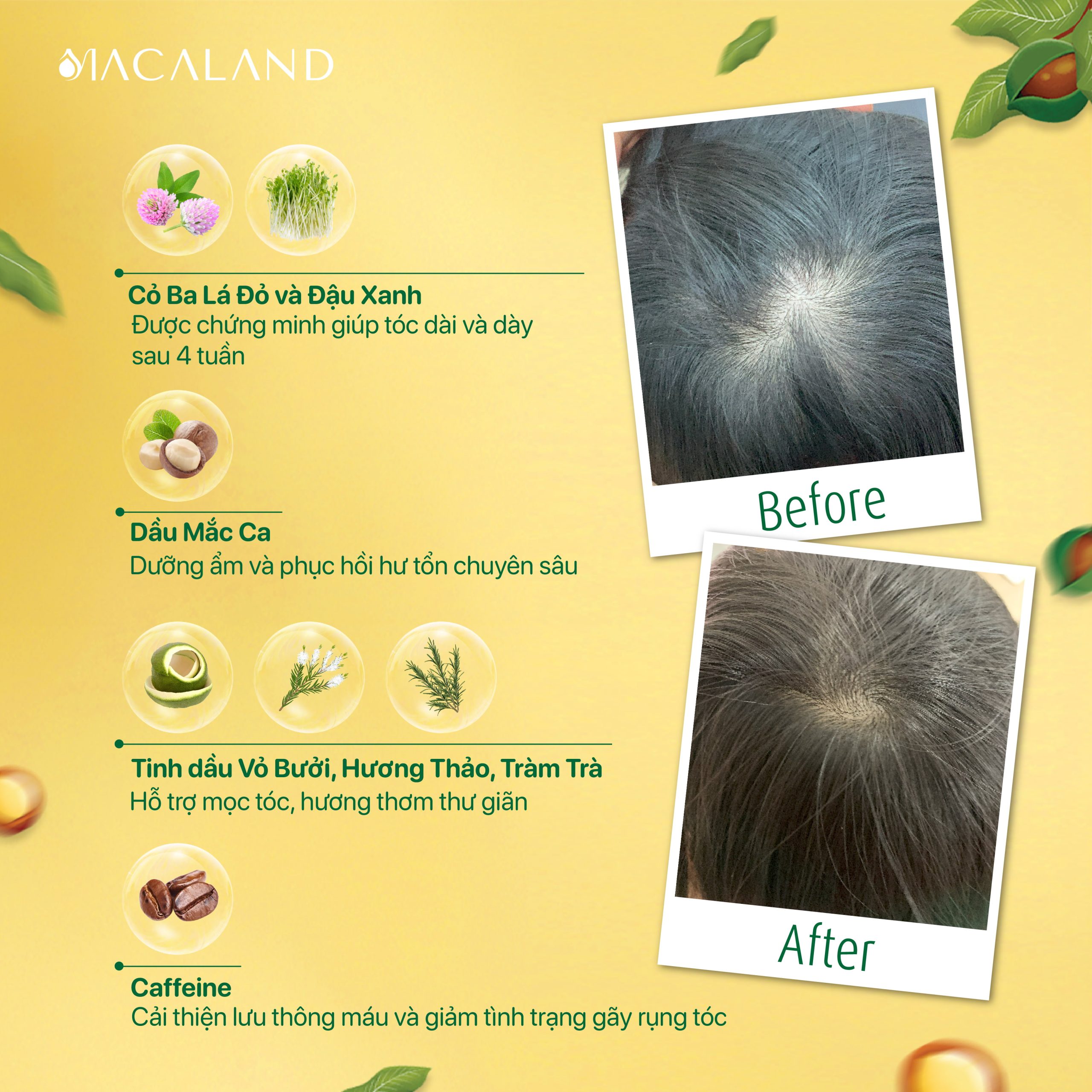 thành-phần-xịt-dưỡng-tóc-dầu-mắc-ca