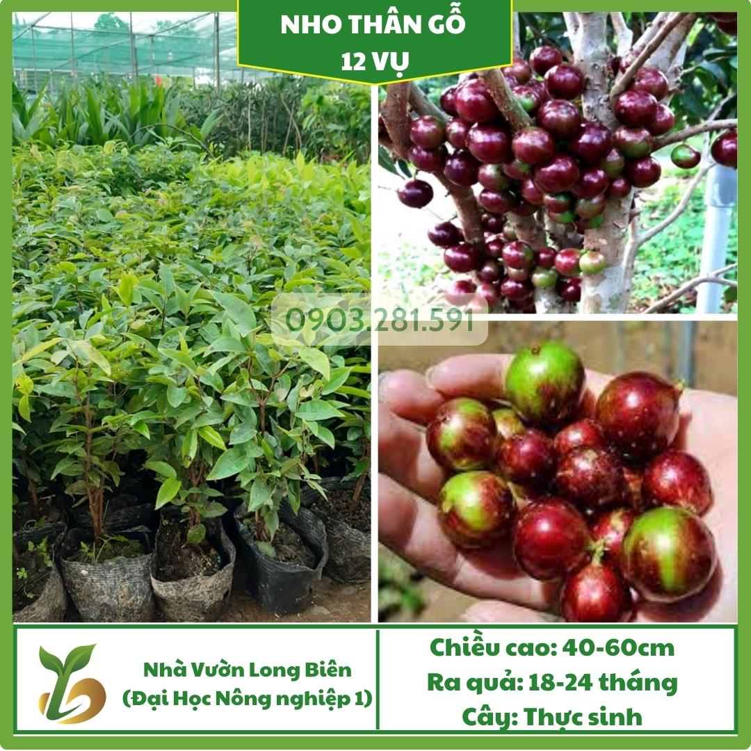 Nho Thân Gỗ (12 Vụ)