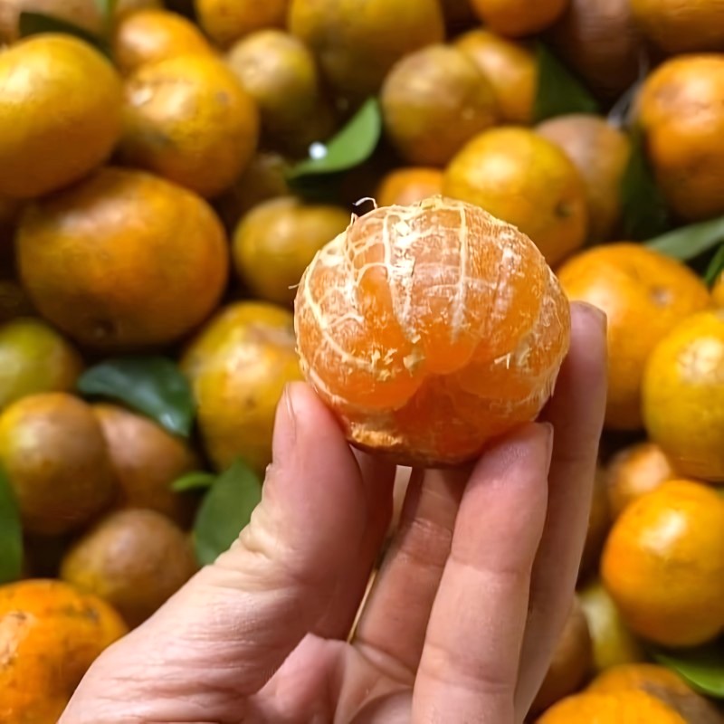 Quýt Mường Cơi (Sơn La)_thumbnail_6