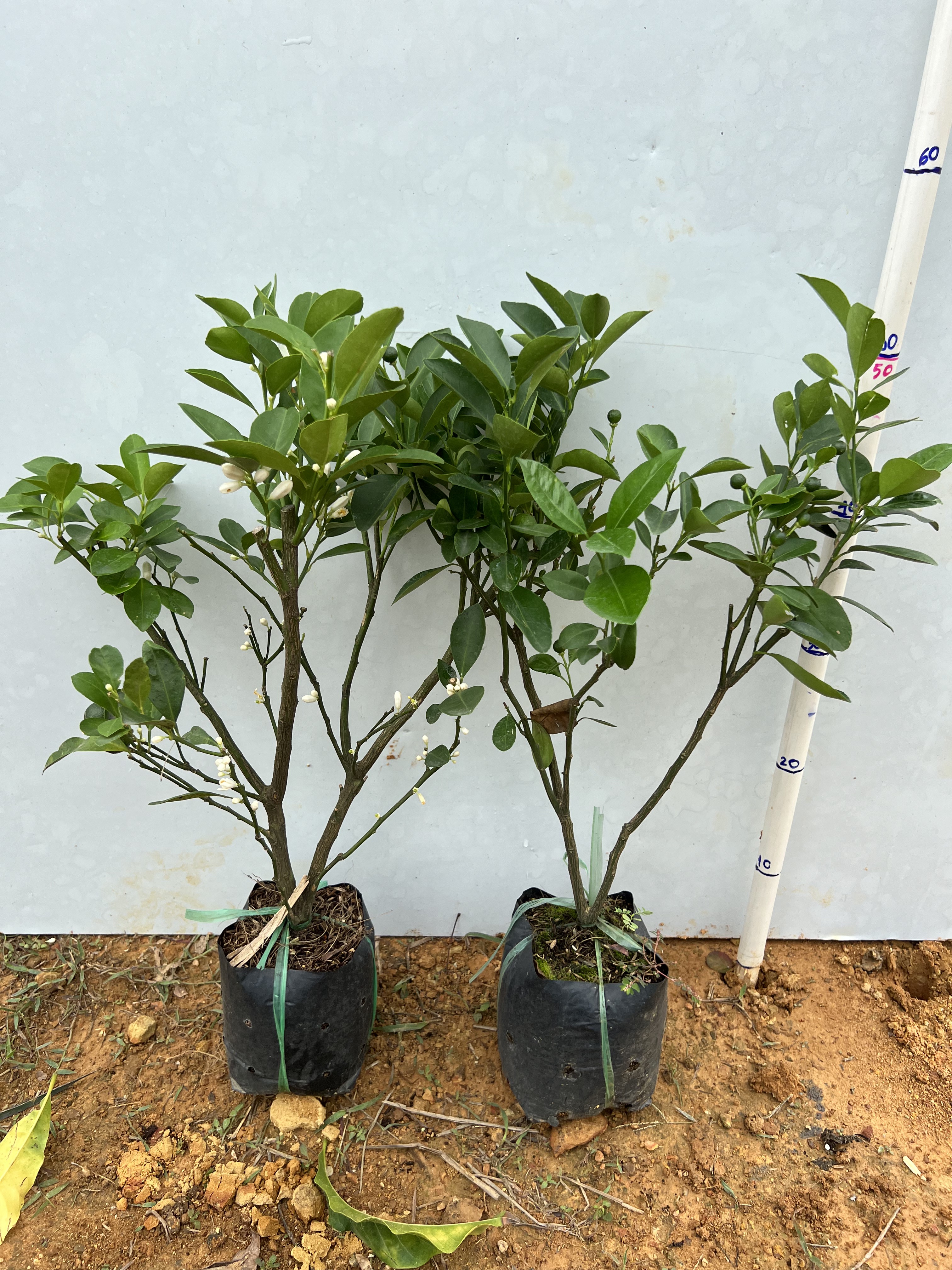 Tắc bánh xe cao 35-40cm PT40 CALATA