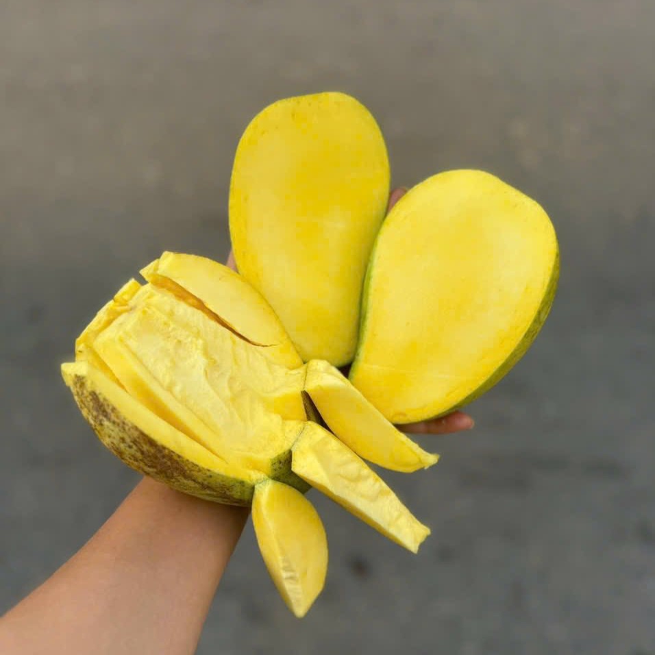 Xoài Tứ Quý_thumbnail_3