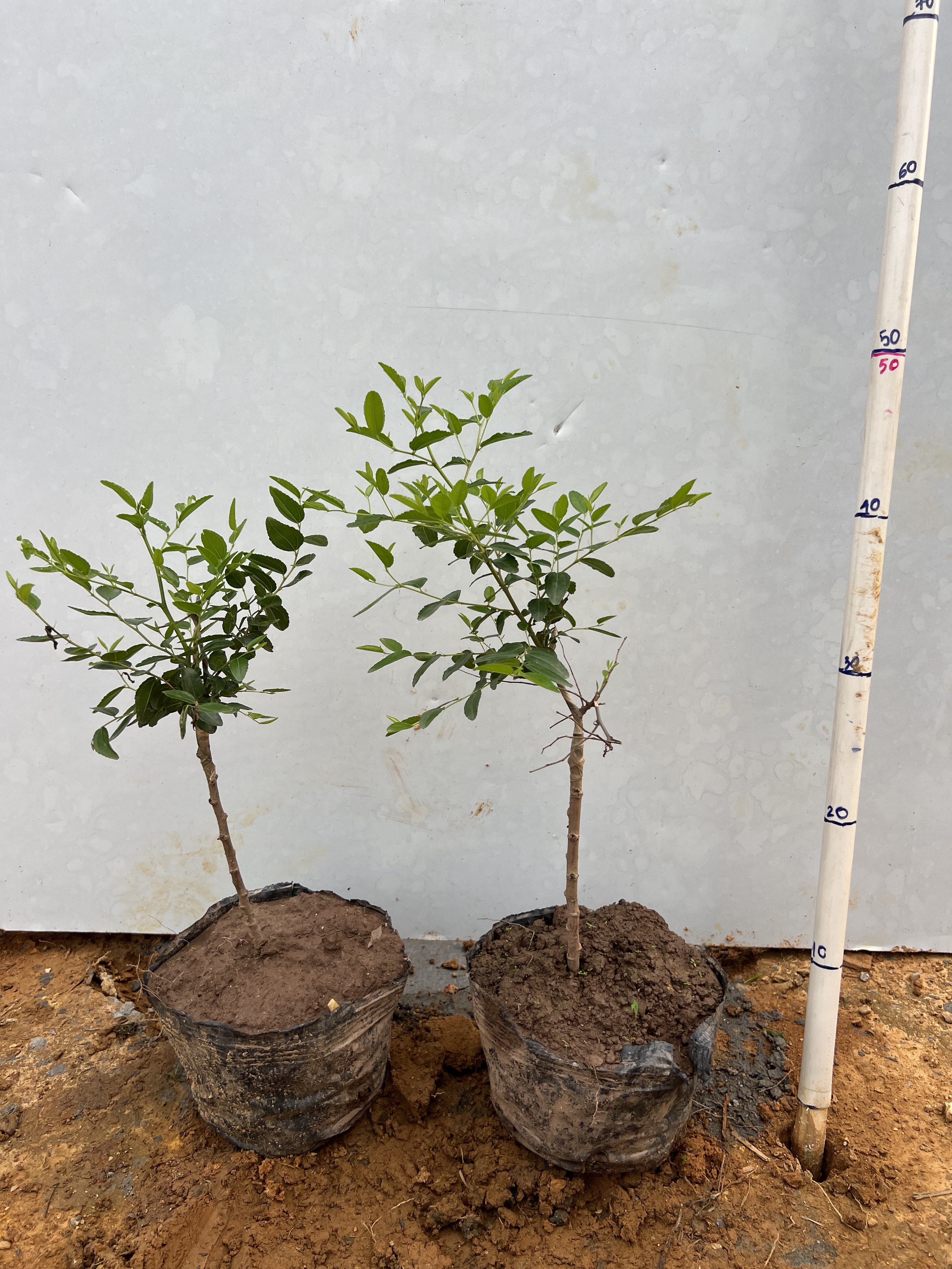 Hồng táo cao 35-45cm PT136 CALATA