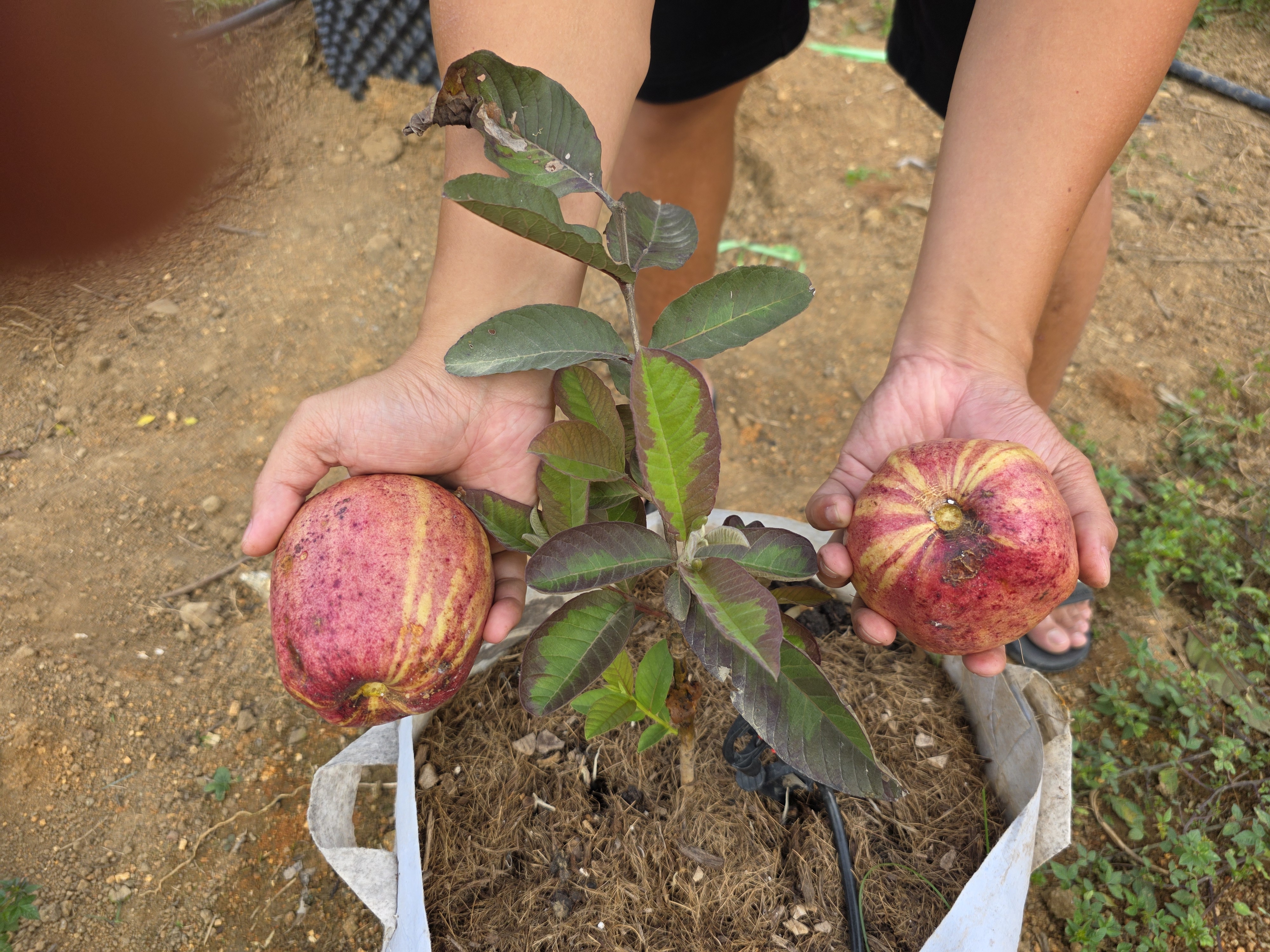 Ổi kim cương loang lổ cây 30-40cm OKC-01 CALATA