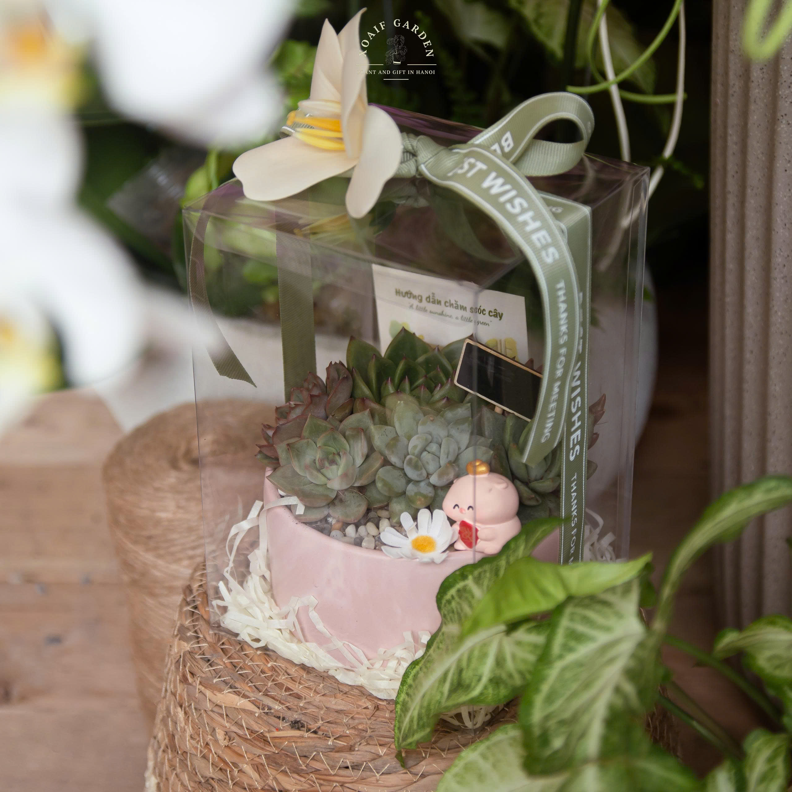 HỘP QUÀ SEN ĐÁ MIX SIZE M