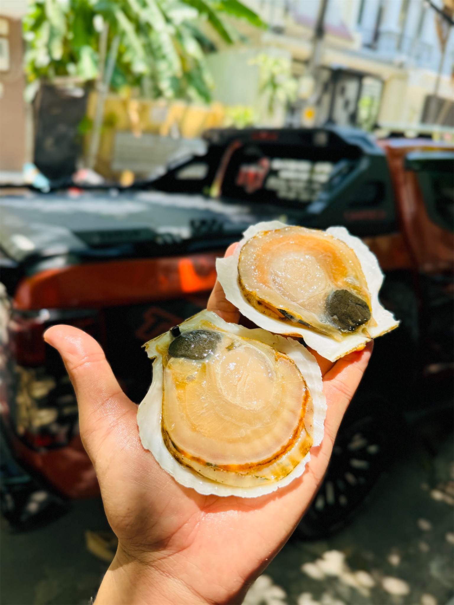 Sò Điệp Nhật nguyên con_thumbnail_1