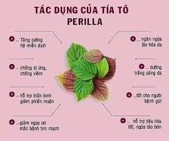 Trà Tía Tô_thumbnail_2