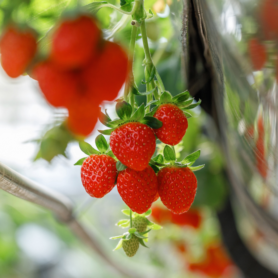 Dâu Nhật Hana_thumbnail_2