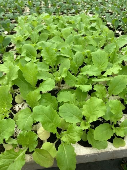 Cải nhún_thumbnail_4