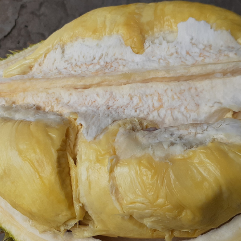 Sầu Riêng Lá Quéo_thumbnail_1