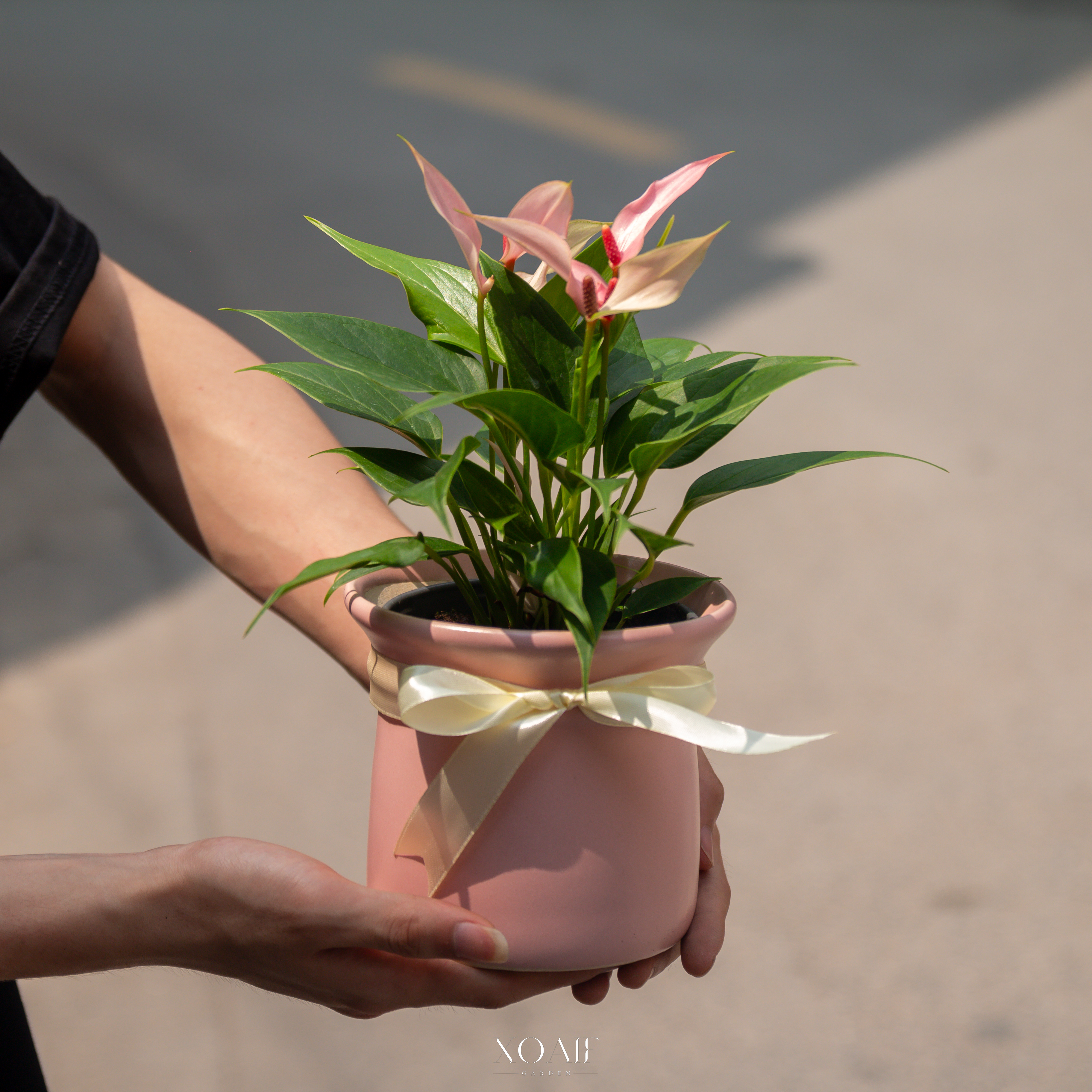 SET QUÀ TẶNG CÂY HỒNG MÔN HỒNG HẠC