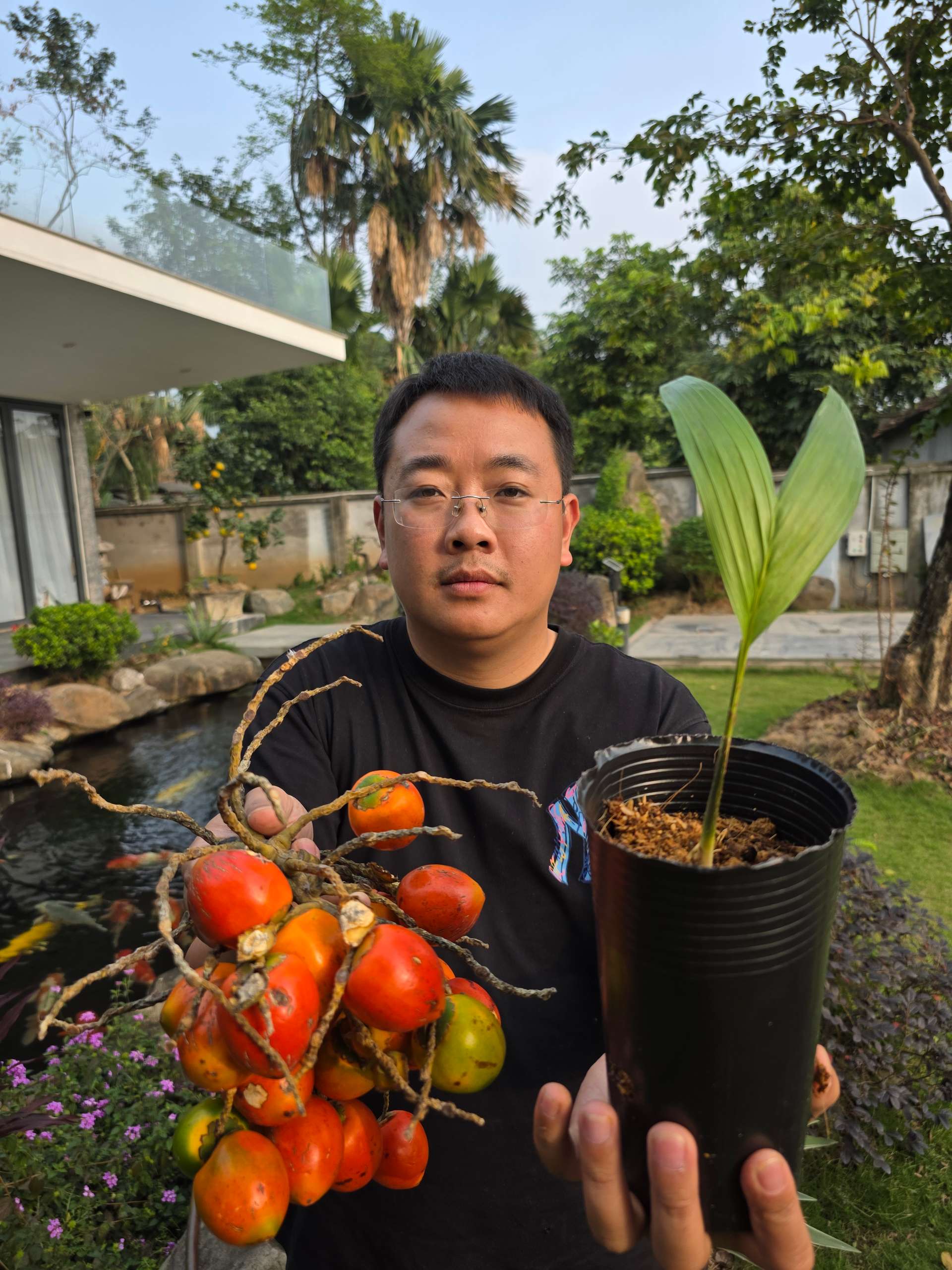 Cọ đào Pupuha cây hạt thực sinh 15-20cm PPH-01 CALATA