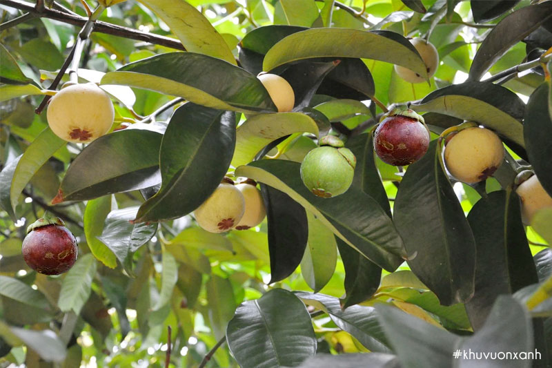 Măng Cụt_thumbnail_3