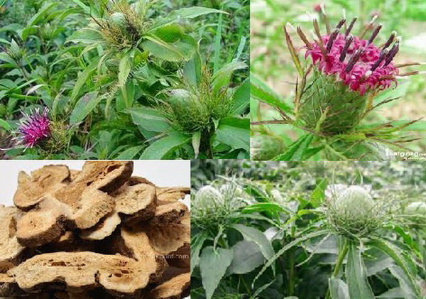 Bài Thuốc Dân Gian Chữa Bệnh Dạ Dày Hiệu Quả Trong Y Học Cổ Truyền