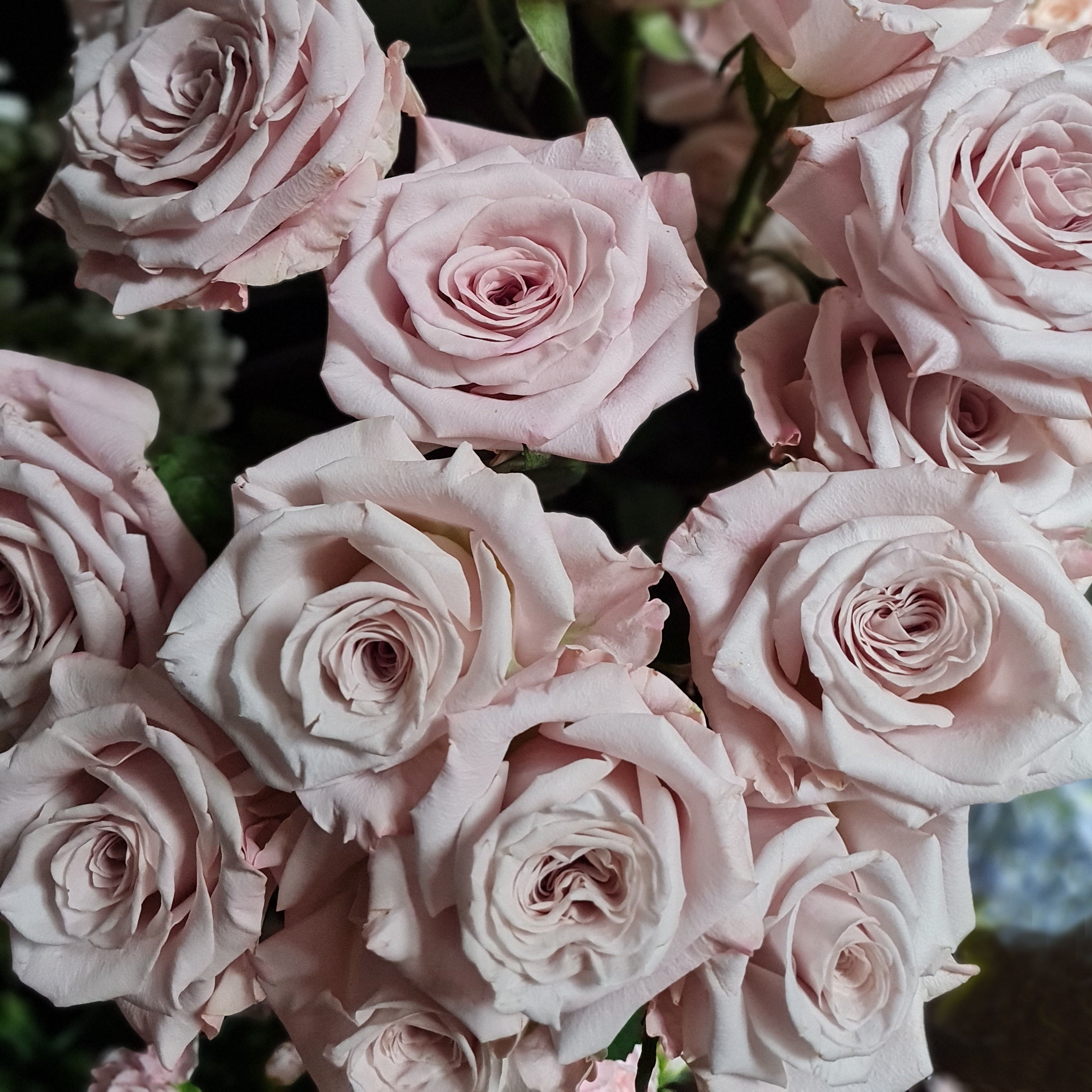 Manta Roses (Hồng tím khói)_20