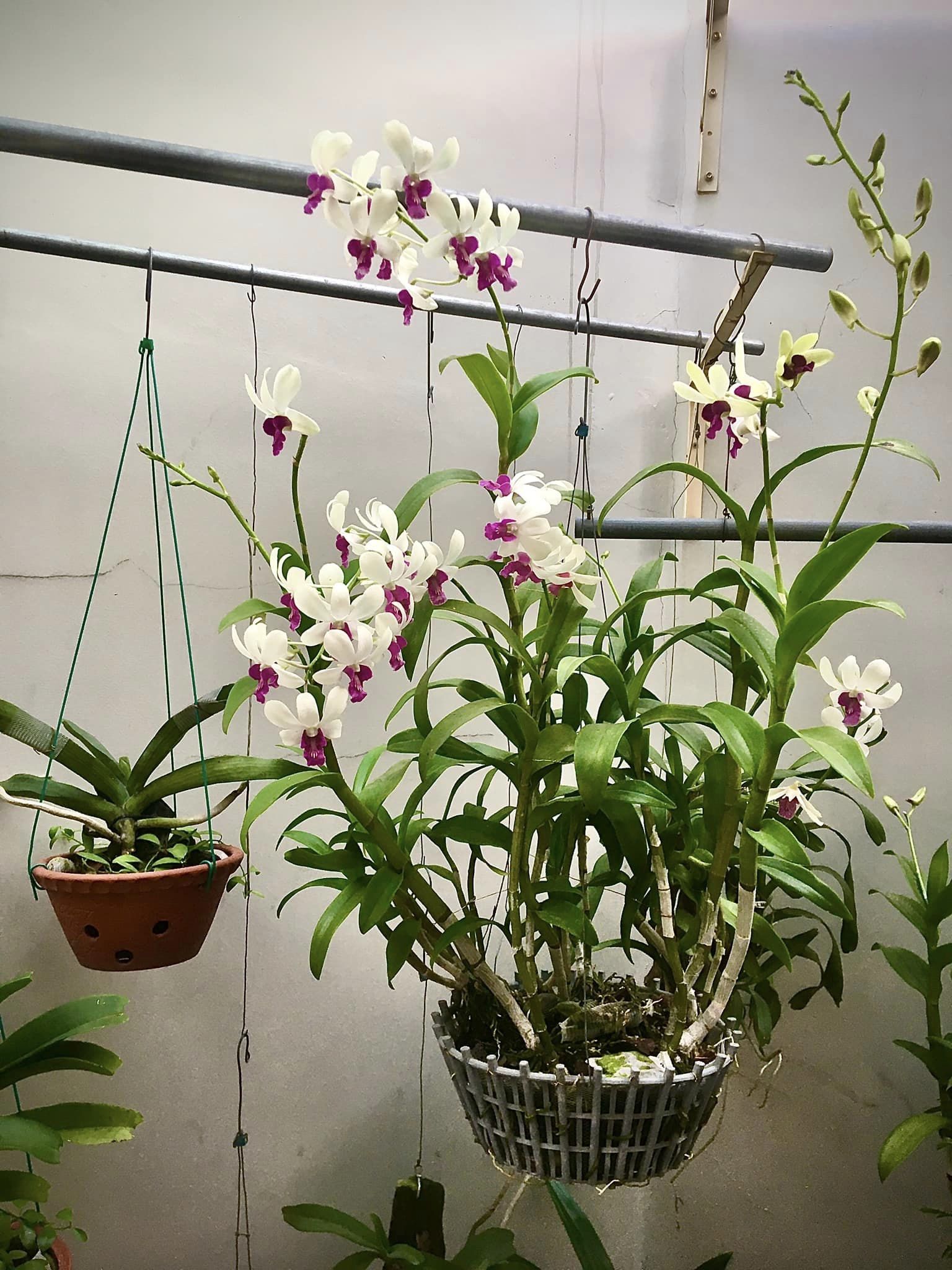 Dịch trùn quế Hiryo cao cấp_0