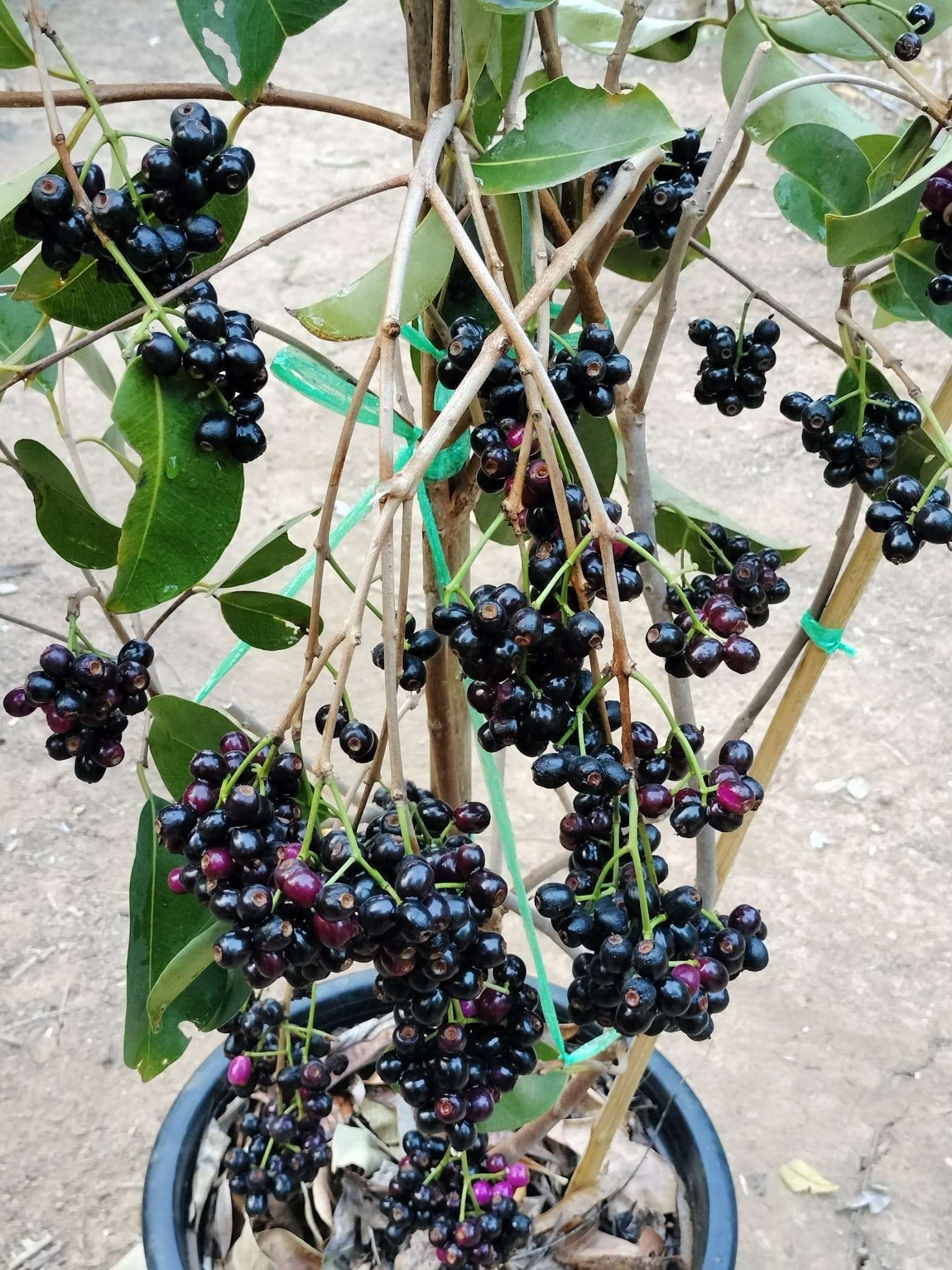 Trâm không hạt cây cao 60-80cm TKH-01 CALATA_thumbnail_2