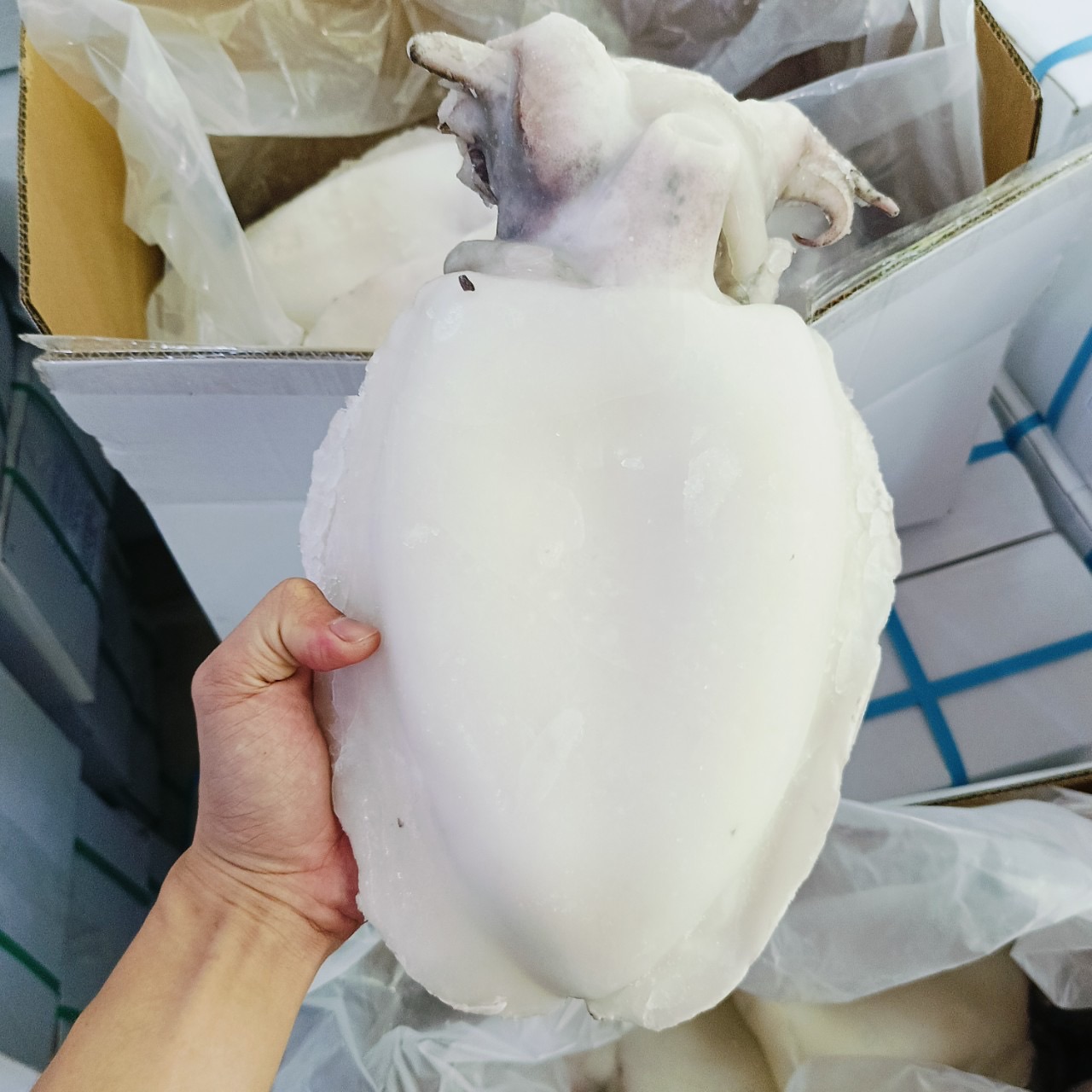 Mực nang làm sạch Loại 1_thumbnail_0