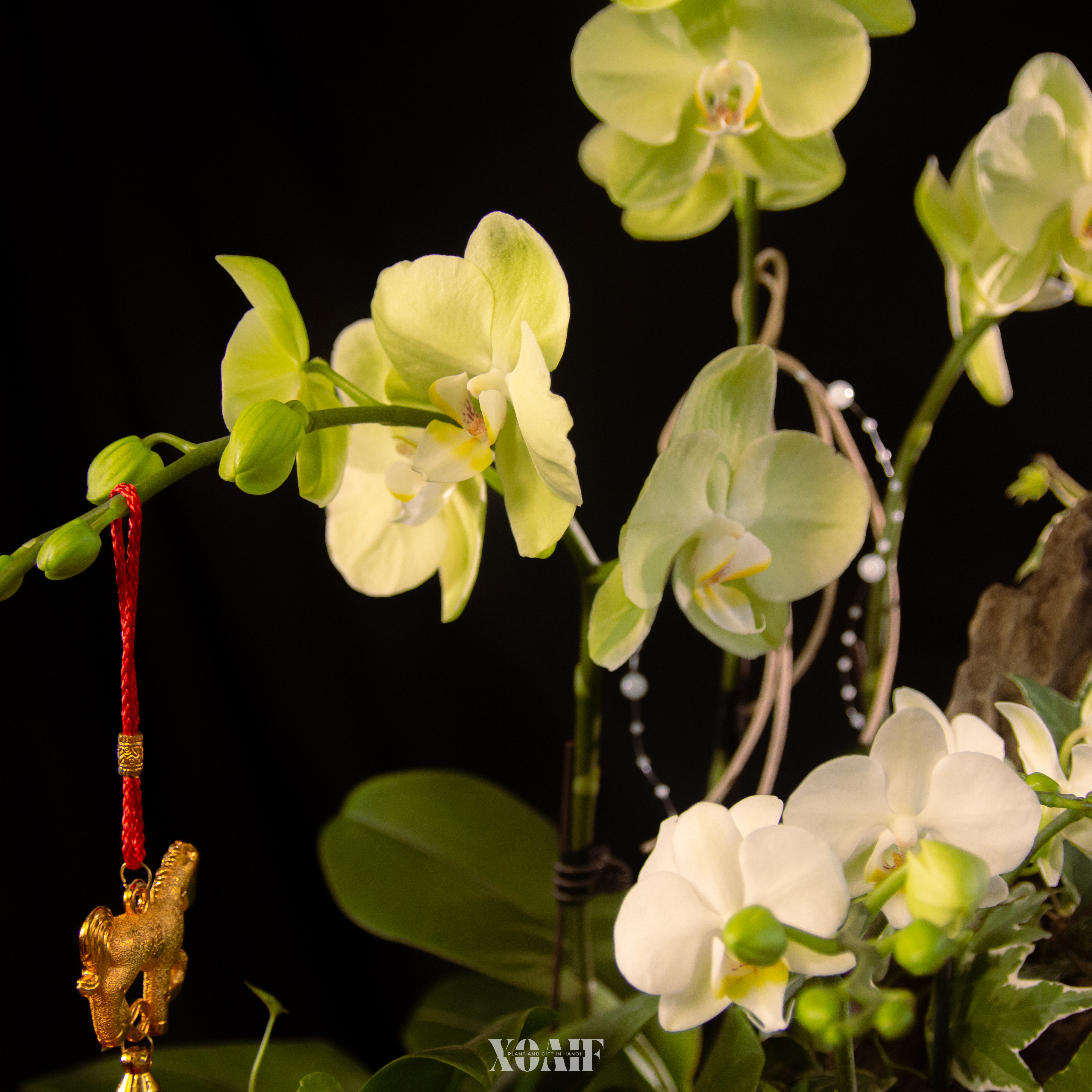 MEN CỔ AN TĨNH_thumbnail_5