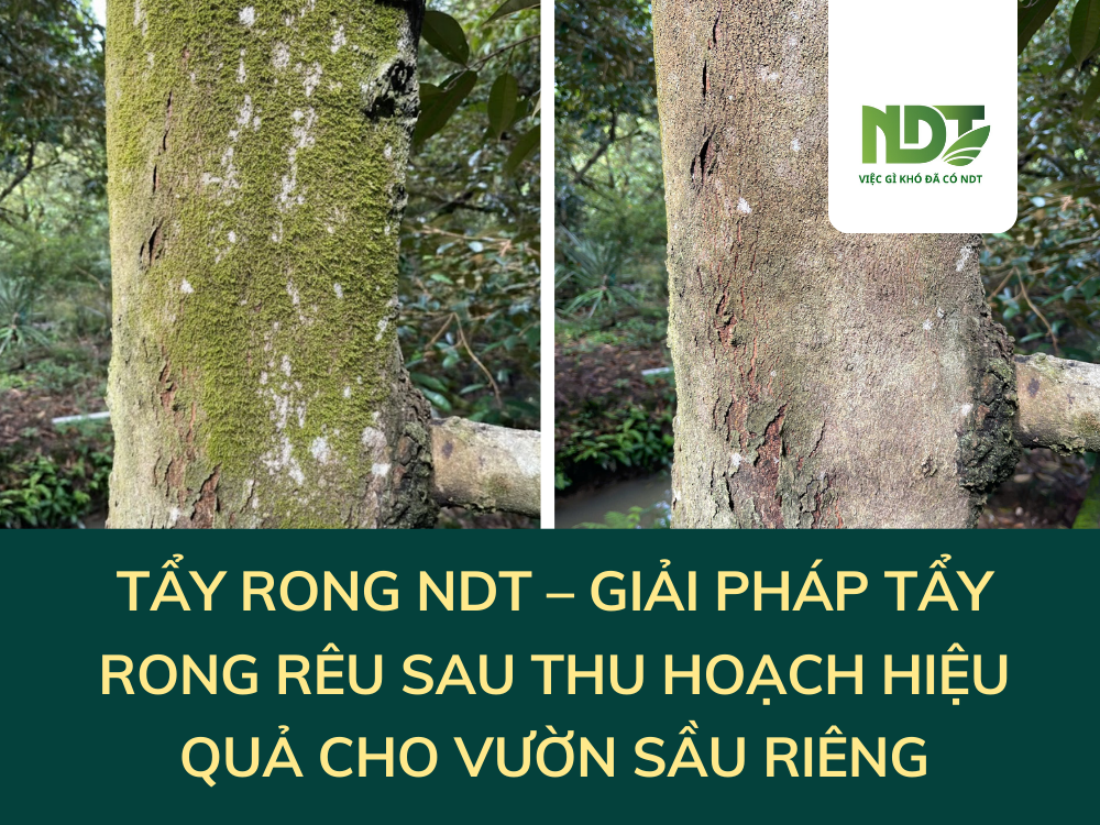 TẨY RONG NDT – GIẢI PHÁP TẨY RONG RÊU SAU THU HOẠCH HIỆU QUẢ CHO VƯỜN SẦU RIÊNG