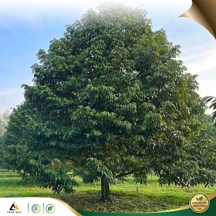 BUDMAX – Siêu hấp thu, bật rễ mạnh, cây xanh bền_thumbnail_6