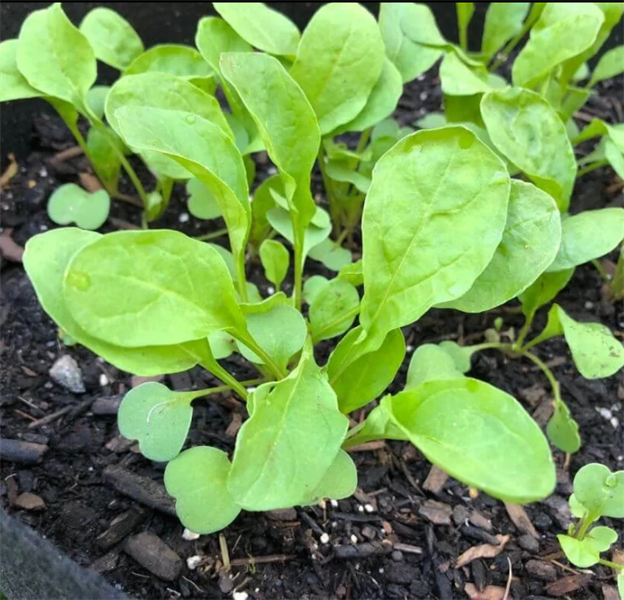 Combo 10 cây giống Rocket