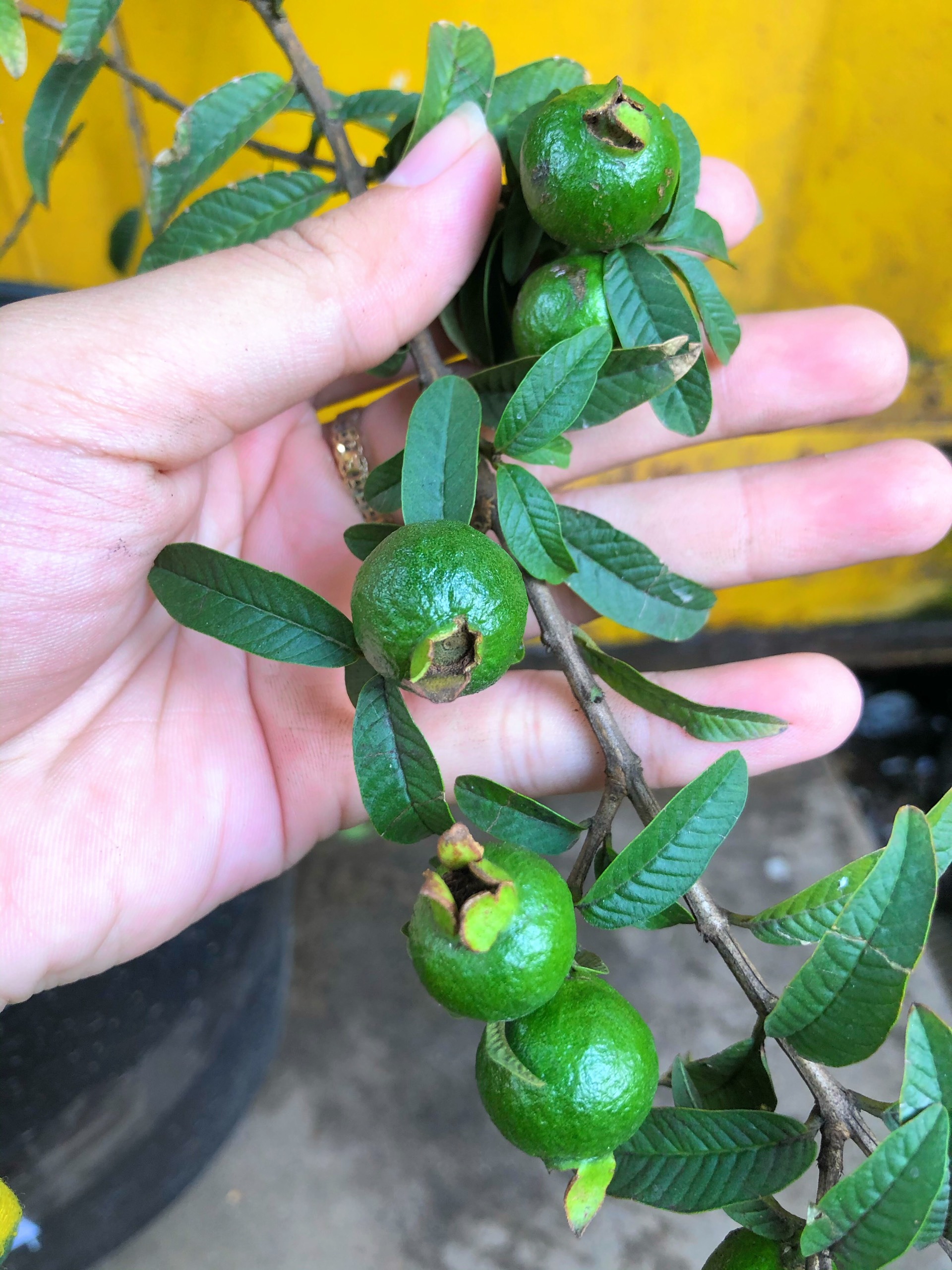 Ổi Tàu Lá Sẻ_thumbnail_1