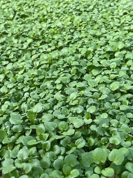 Combo 10 cây giống Cải xoong