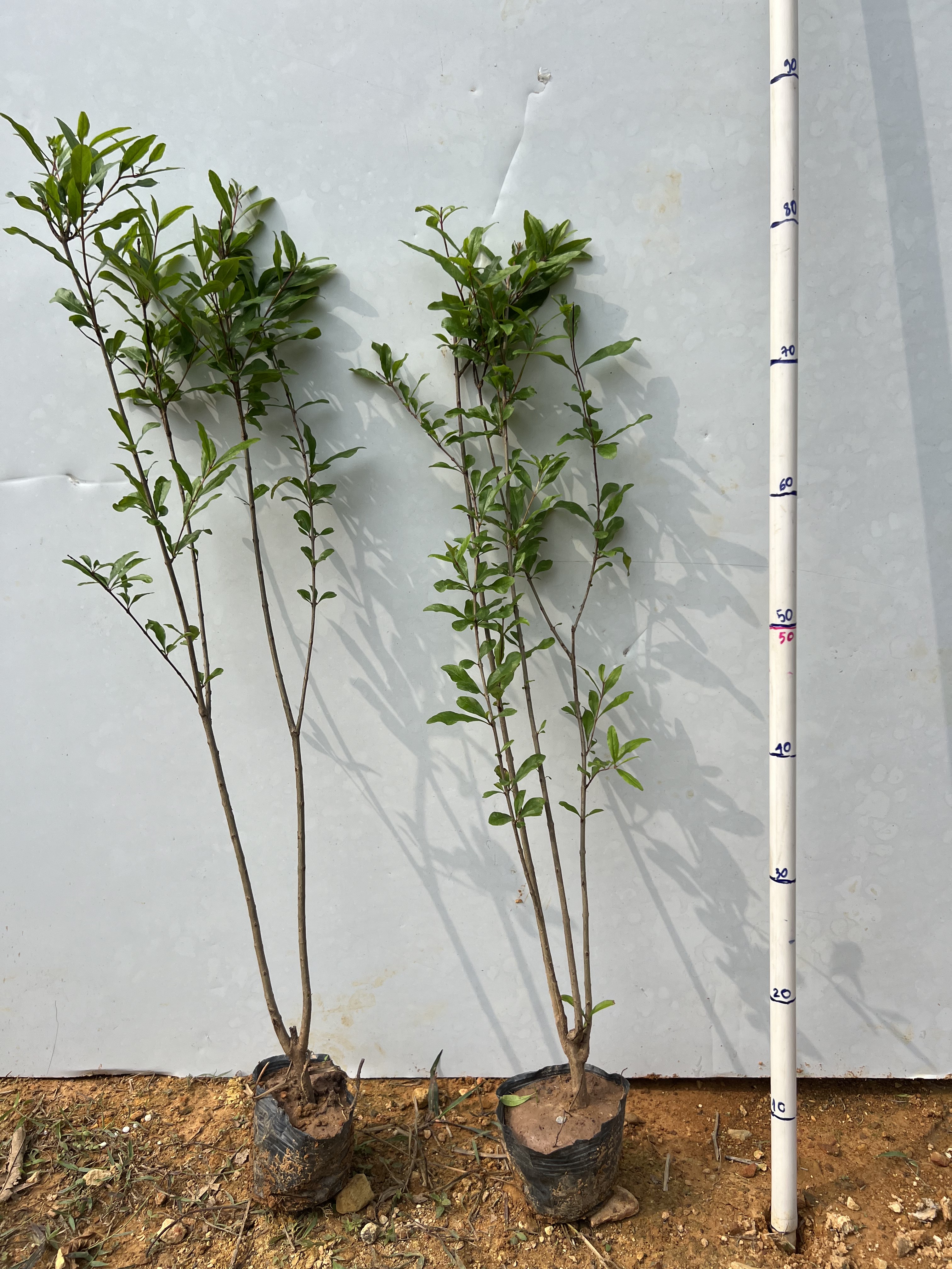 Lựu đỏ cao 40-50cm PT85 CALATA