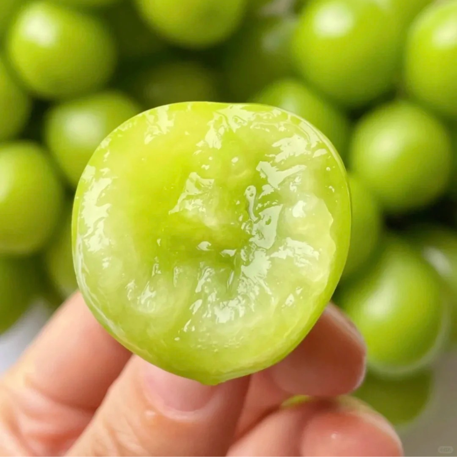 Nho Sữa - Đài Loan_thumbnail_5