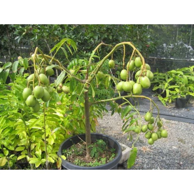 Cóc Thái_thumbnail_3