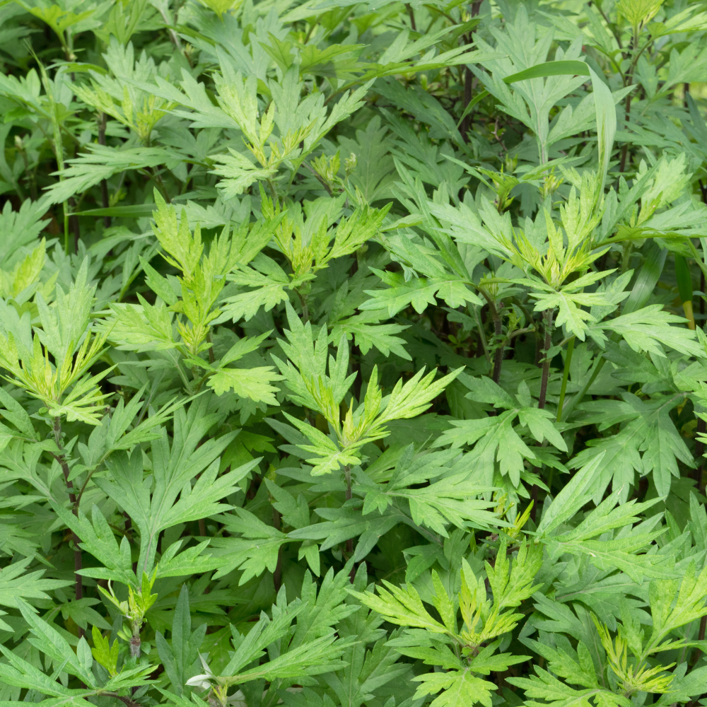 Cây ngải cứu- Vị thuốc quý trong Đông y