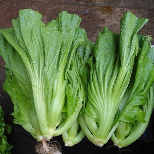 Cải dưa ( cải sậy )_thumbnail_2