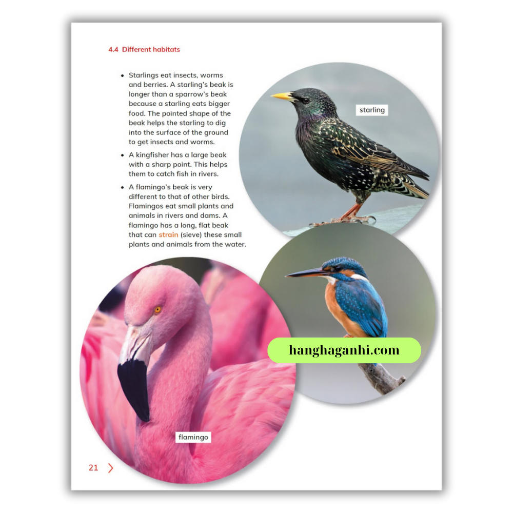 Cambridge Song Ngữ bậc Tiểu học – KHOA HỌC – Sách học sinh 4 – Quyển 1&2_thumbnail_9