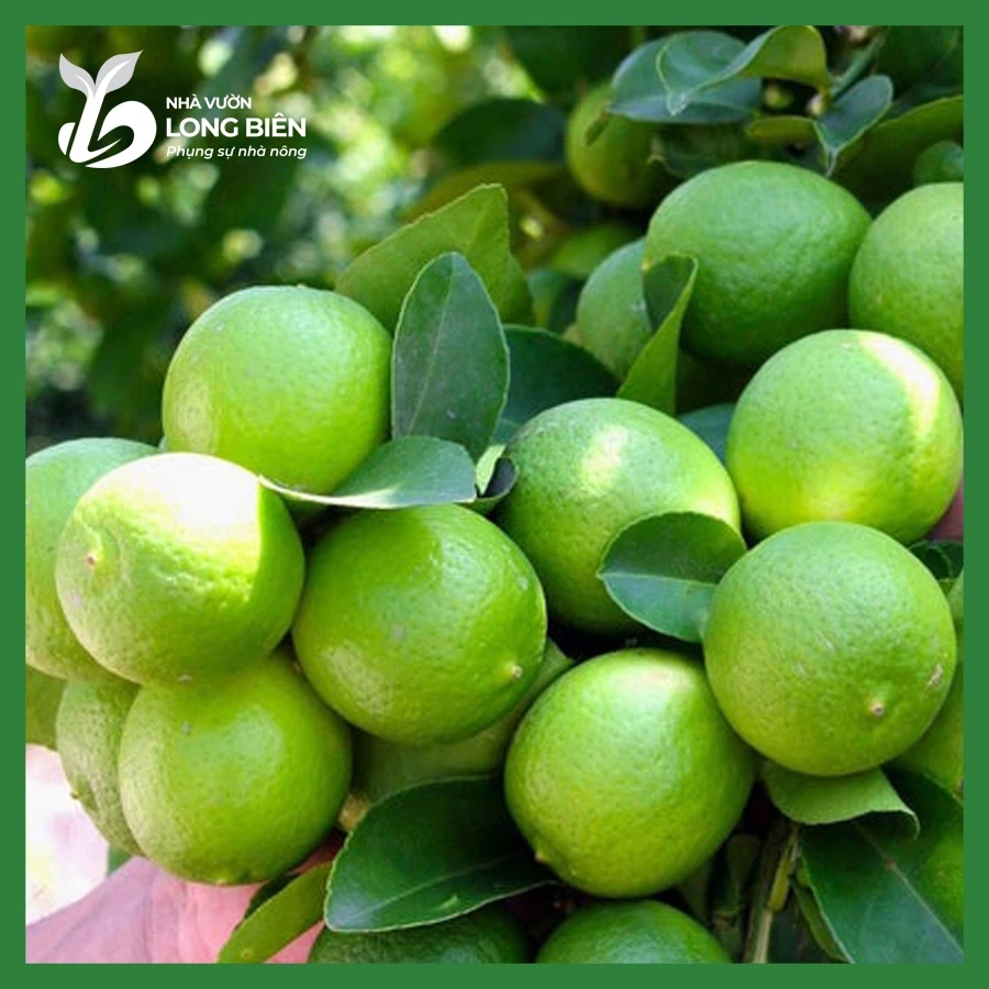 Chanh Bốn Mùa (Tứ Quý)_thumbnail_1