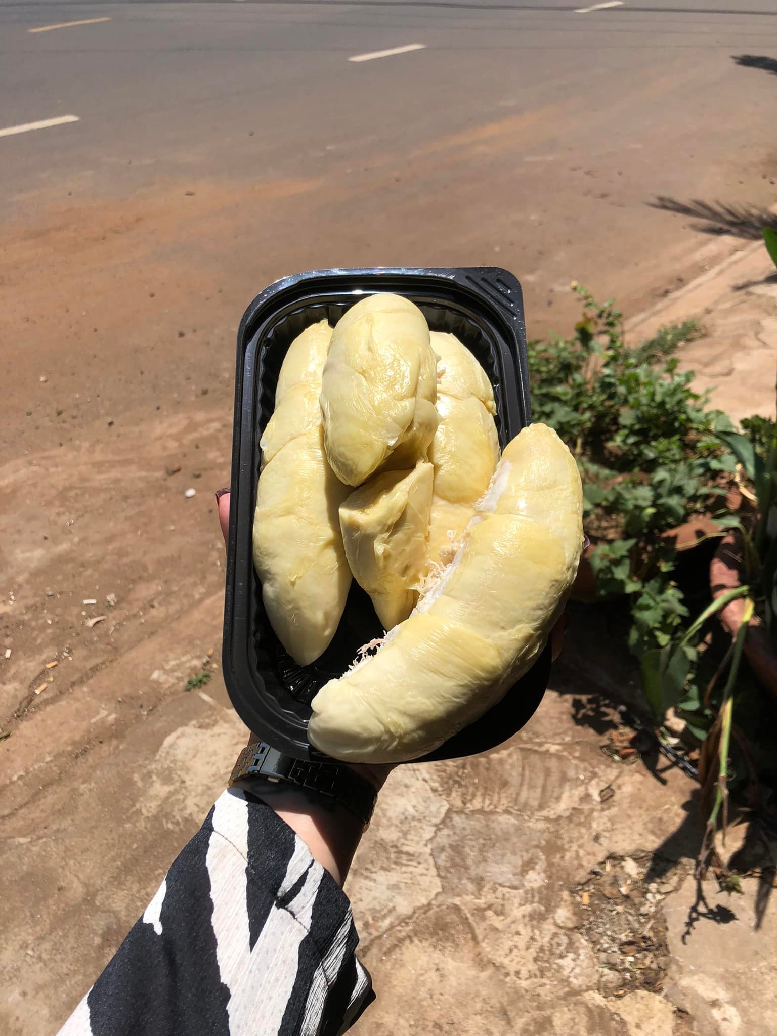 Trái - Sầu Riêng Chuồng Bò cổ - khui sầu_thumbnail_7