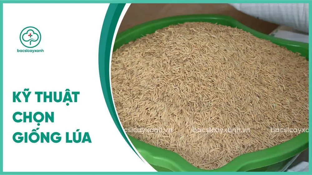 Kỹ thuật chọn giống lúa