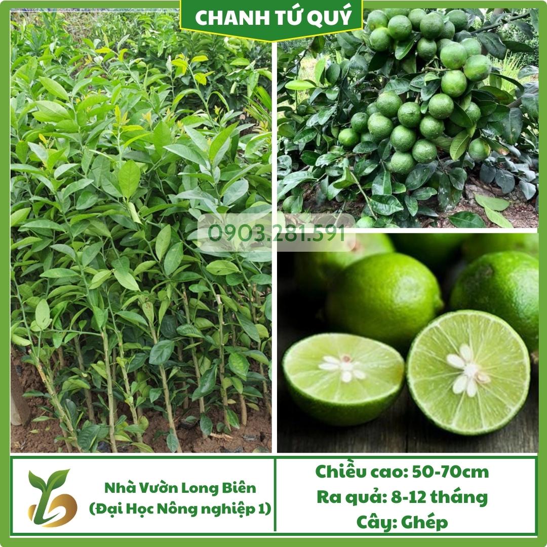 Chanh Bốn Mùa (Tứ Quý)