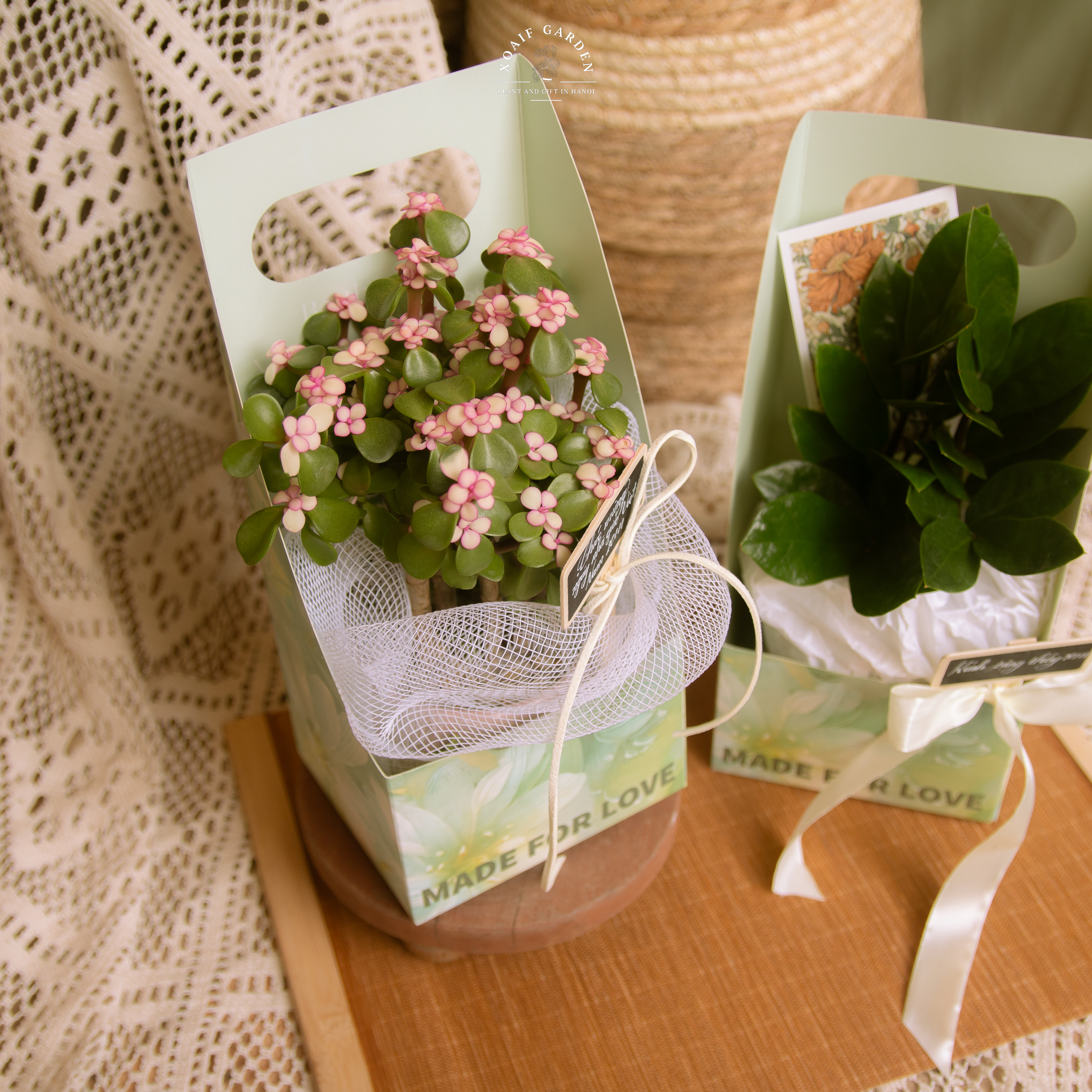 SET QUÀ TẶNG CÂY NGỌC BÍCH HỒNG HỘP GIẤY HỞ