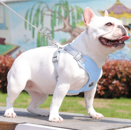 สายจูงสัตว์เลี้ยงแบบเสื้อกั๊ก – ปลอดภัยและสะดวกสบายสำหรับเจ้านาย_thumbnail_6