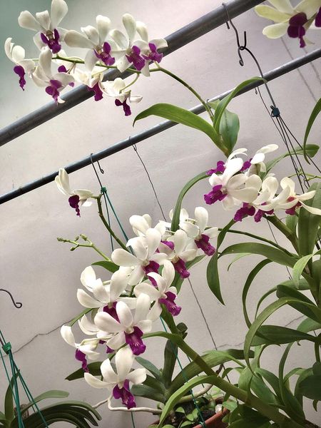 Dịch trùn quế Hiryo cao cấp_1