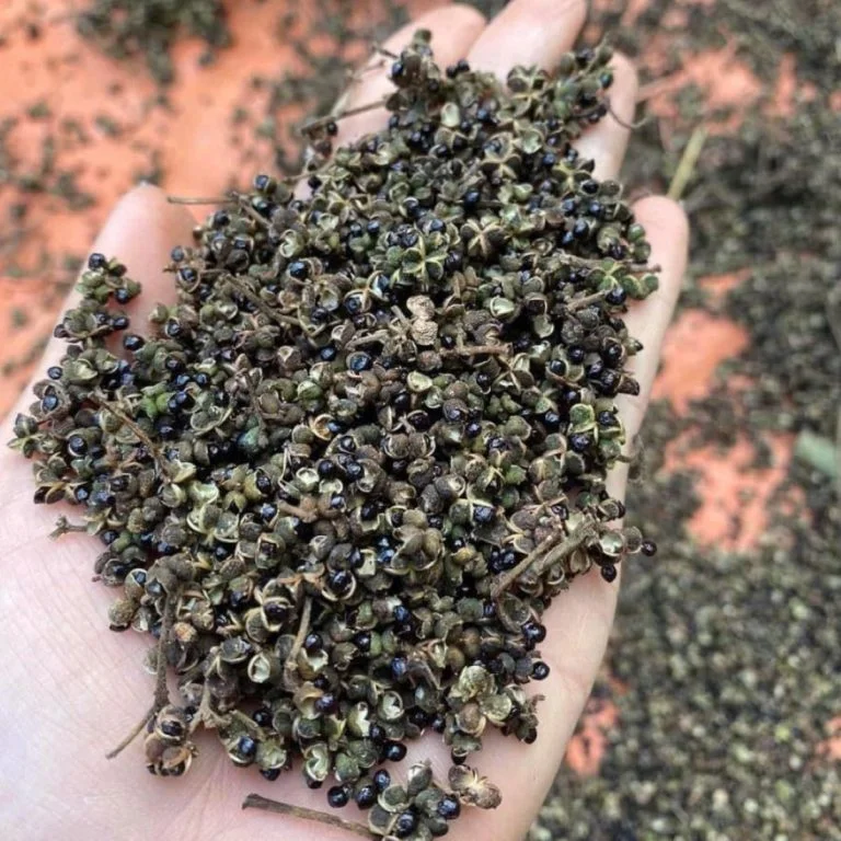 Cách nhận biết mắc khén - Gia vị huyền thoại Tây Bắc