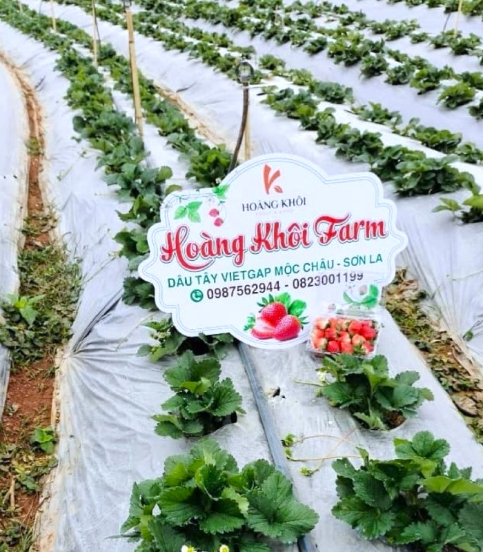 Dâu Hana Mộc Châu